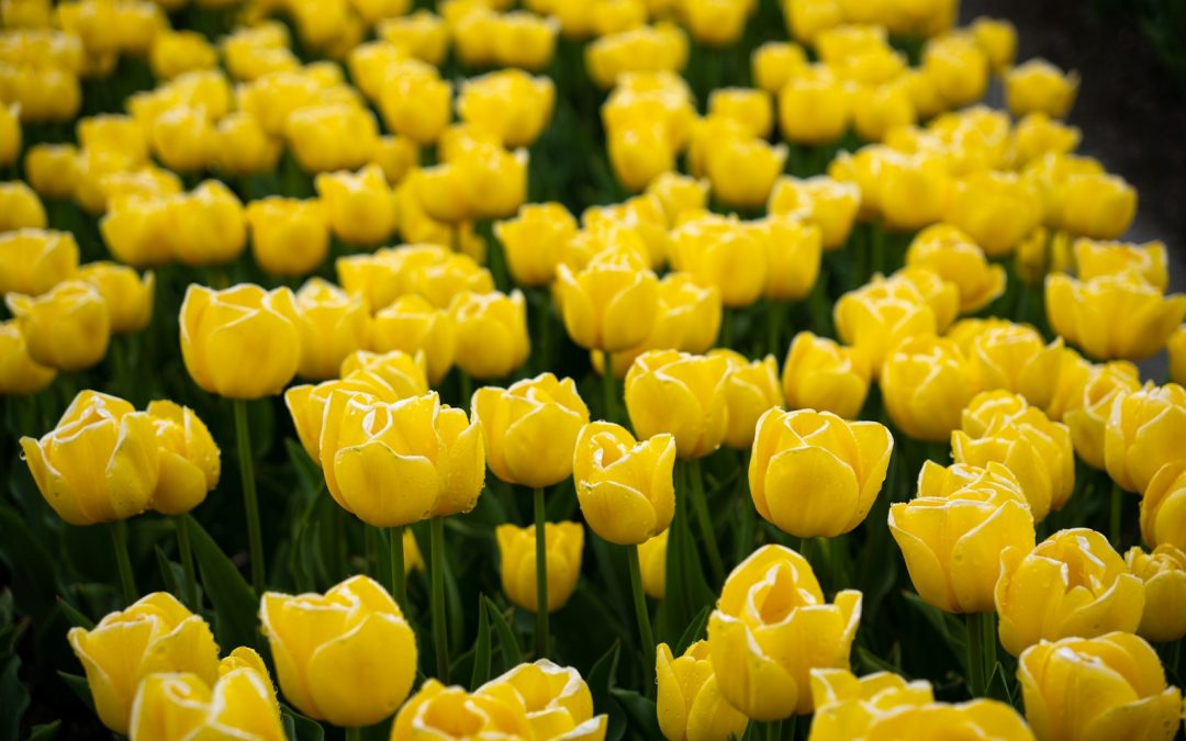 Yellow tulips bloom brightly in a garden.
